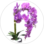 Orquídeas
